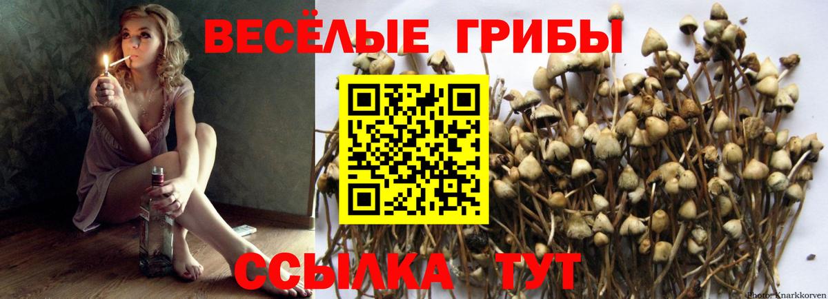 Псилоцибиновые грибы мицелий Лысьва